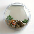 Glass Material, Wall Decoration, Flower Basket, Hanging Basket, Simple Green Vegetation, Hanging